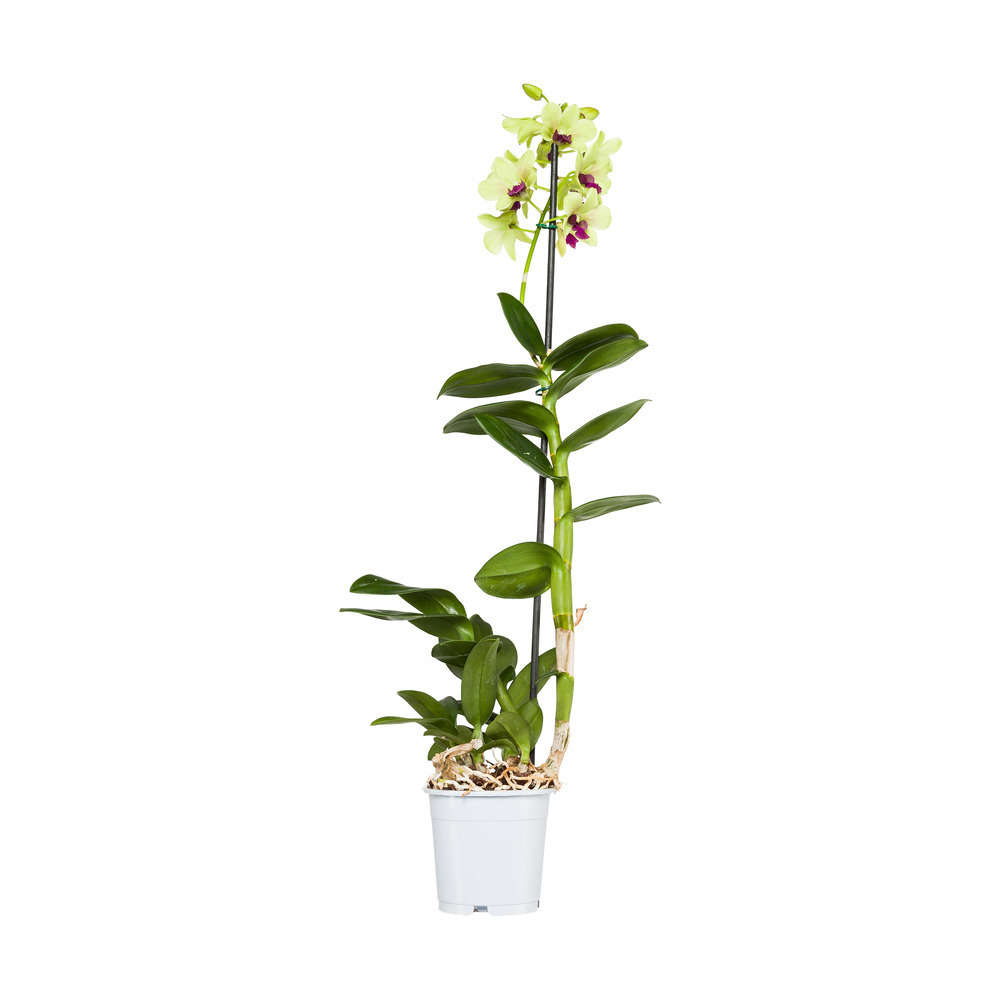  Orchidée Dendrobium Nobilé 1 Tige - Pot D.12 Cm
