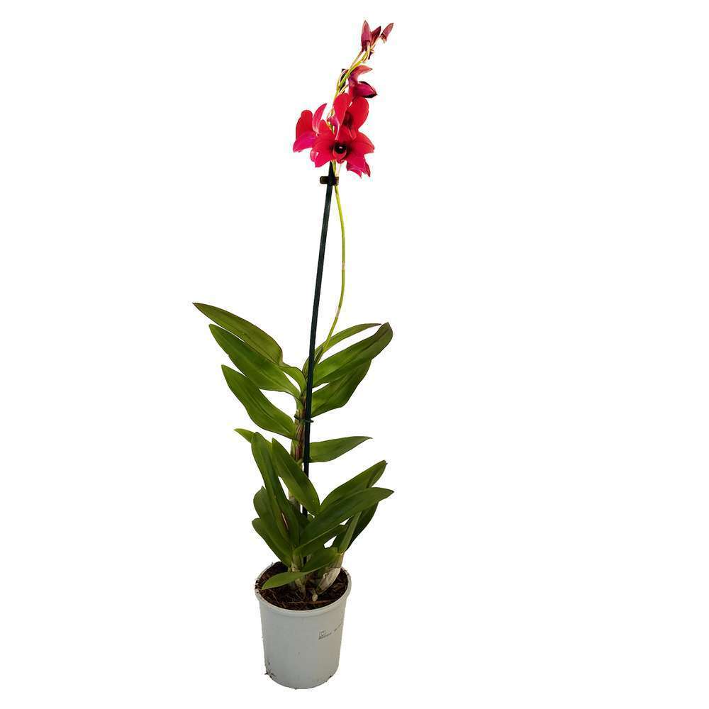  Orchidée Dendrobium Nobilé 1 Tige - Pot D.12 Cm