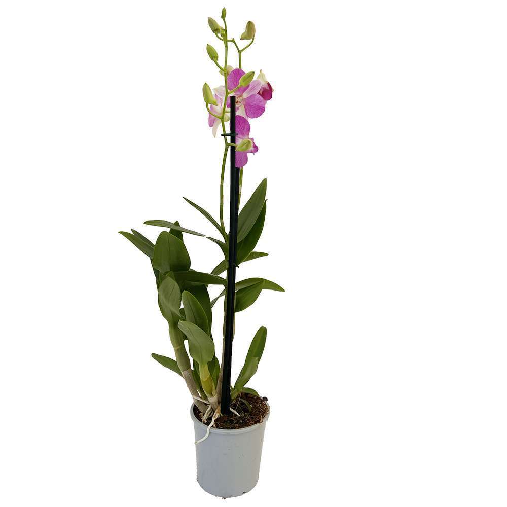  Orchidée Dendrobium Nobilé 1 Tige - Pot D.12 Cm