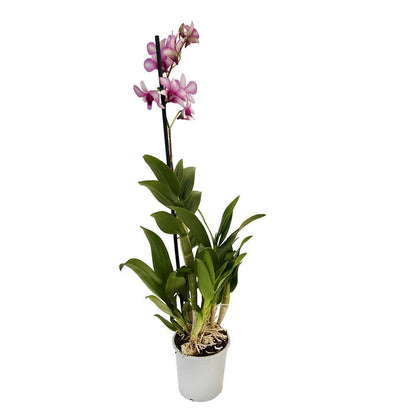  Orchidée Dendrobium Nobilé 1 Tige - Pot D.12 Cm
