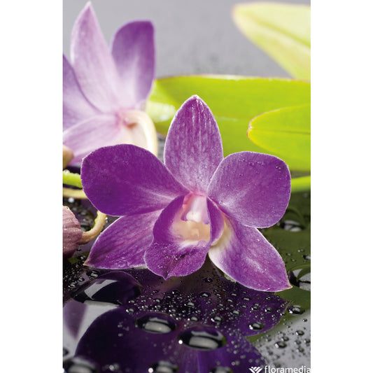  Orchidée Dendrobium Nobilé 1 Tige - Pot D.12 Cm