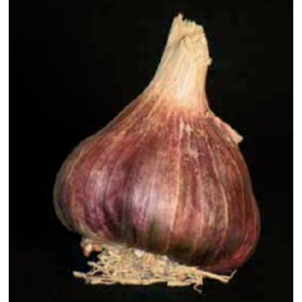  Bulbes D' Ail Germidour +60 En Filet De 250g