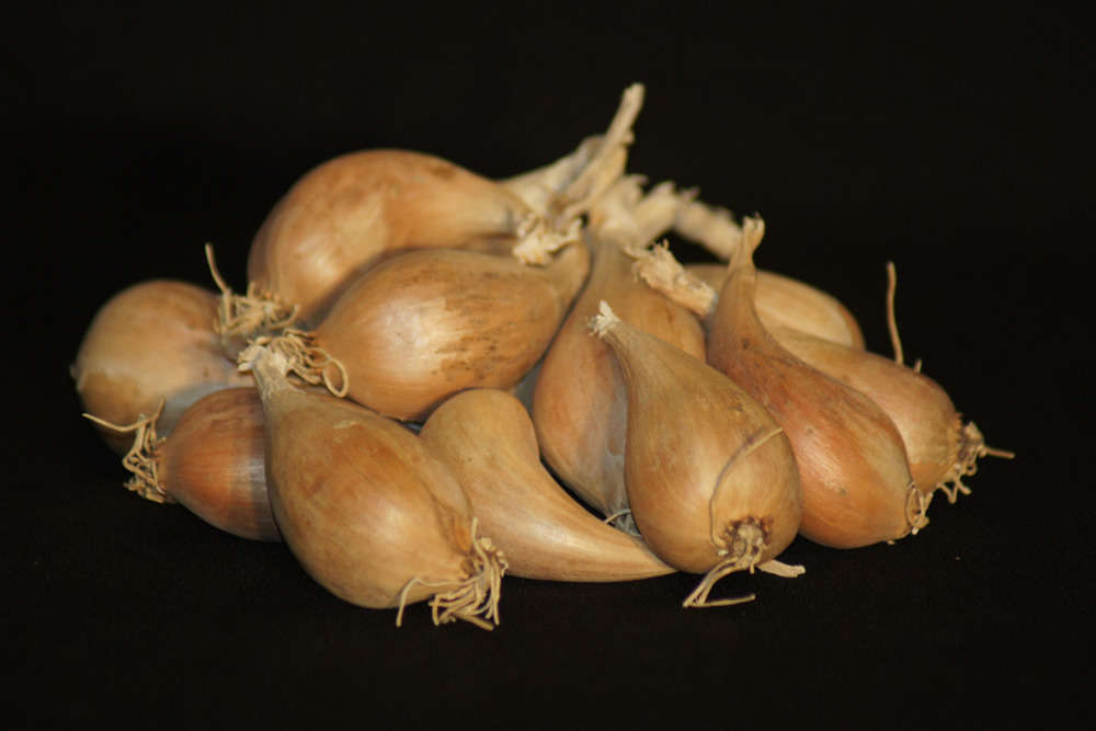  Bulbes D' échalote Griselle 15/25 1Kg
