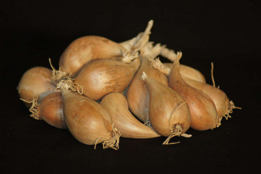  Bulbes D' échalote Griselle 15/25 1Kg