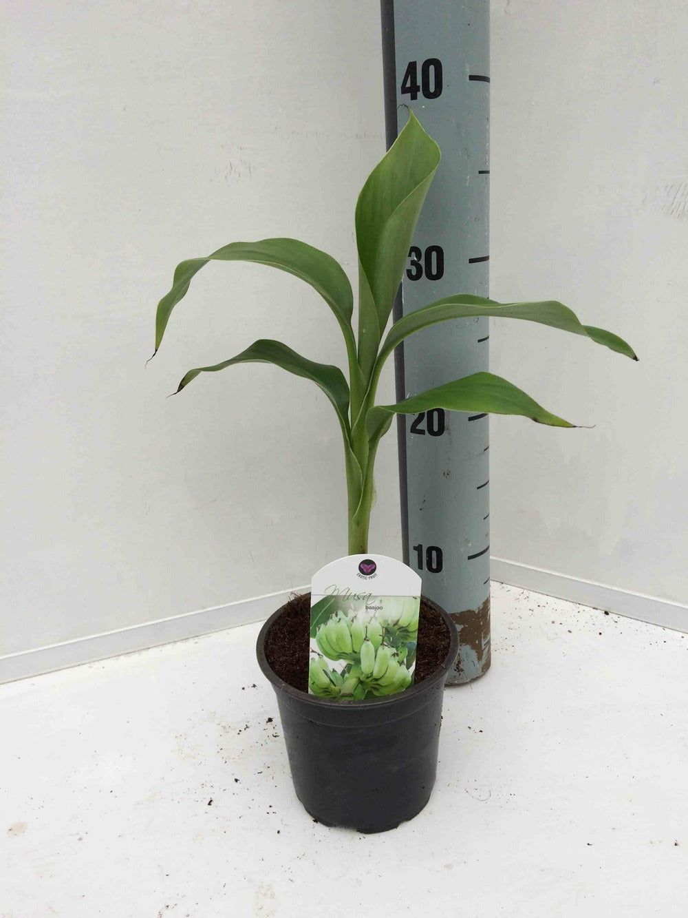  Musa Basjoo X Hybridum (bananier Rustique)- Pot De 7 Litres ? 80/100 Cm