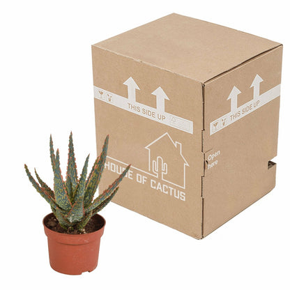  Aloe Zebrina