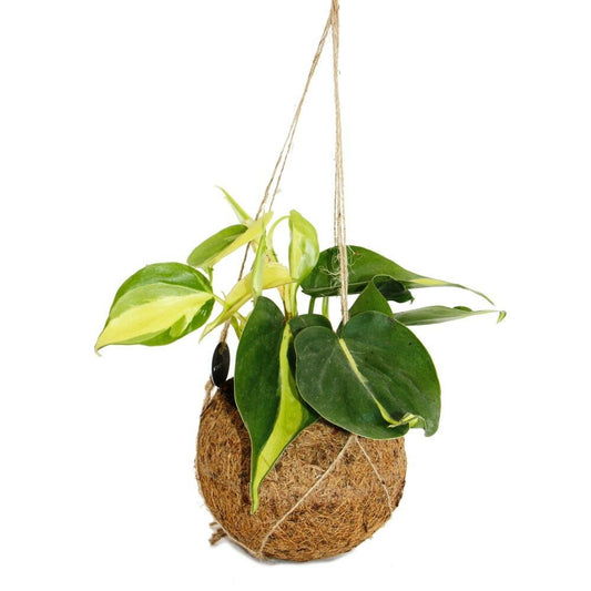  Kokodama - Philodendron Scandens Brasil En Pot Kokodama à Suspendre - Ami Des Arbres Bicolore - Ca. 13cm