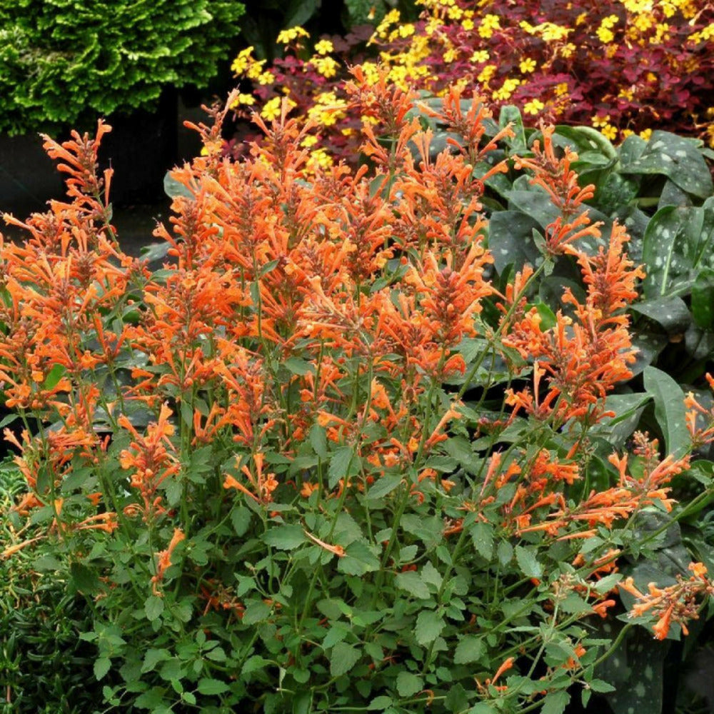  Agastache Kudos Mandarin®/[-]godet - 5/20 Cm