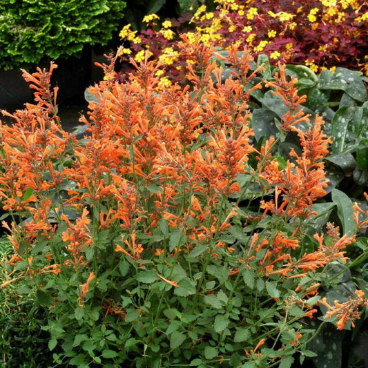  Agastache Kudos Mandarin®/[-]godet - 5/20 Cm