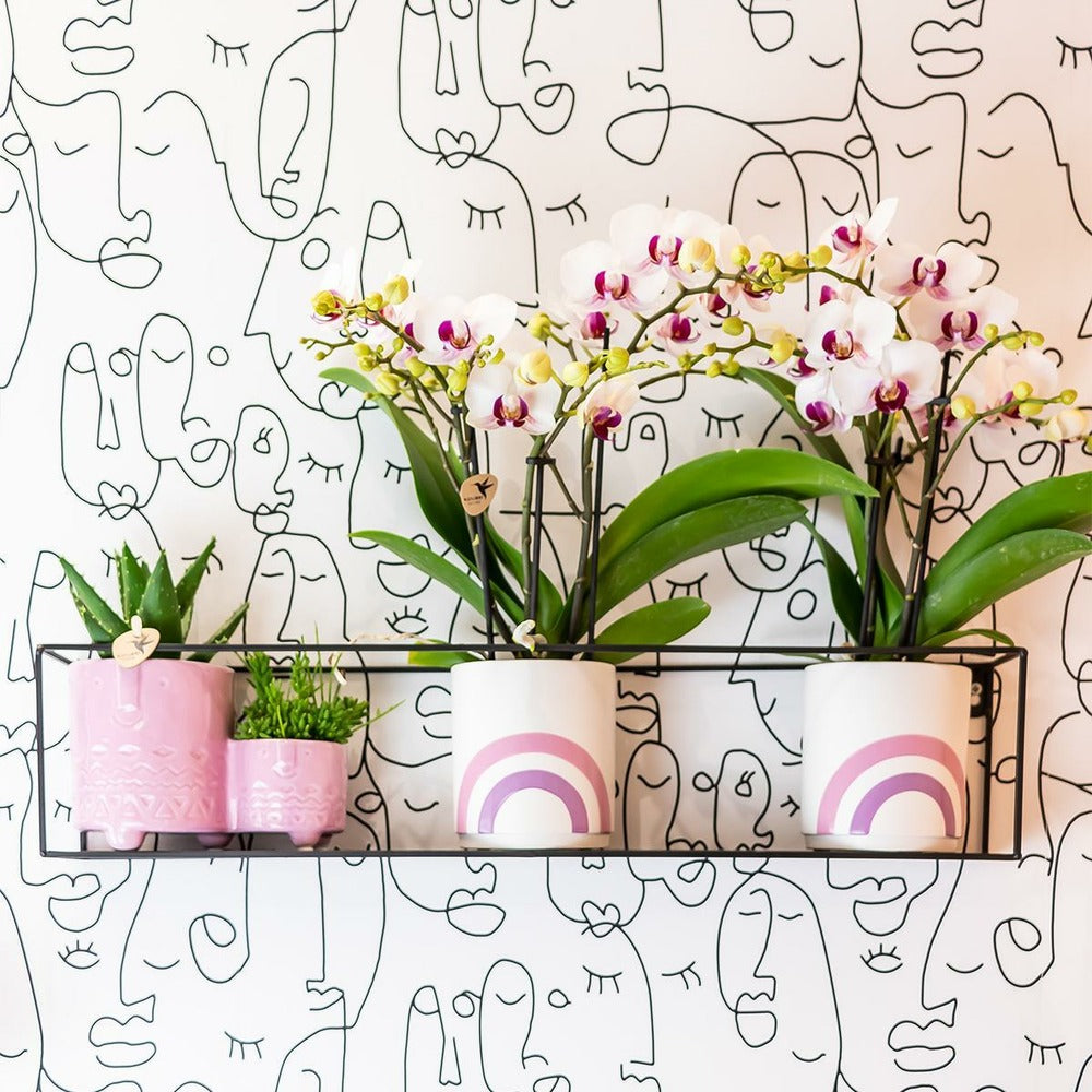  Orchidées Colibris - Orchidée Phalaenopsis Blanche - Gibraltar Minéral - Taille Du Pot 9cm