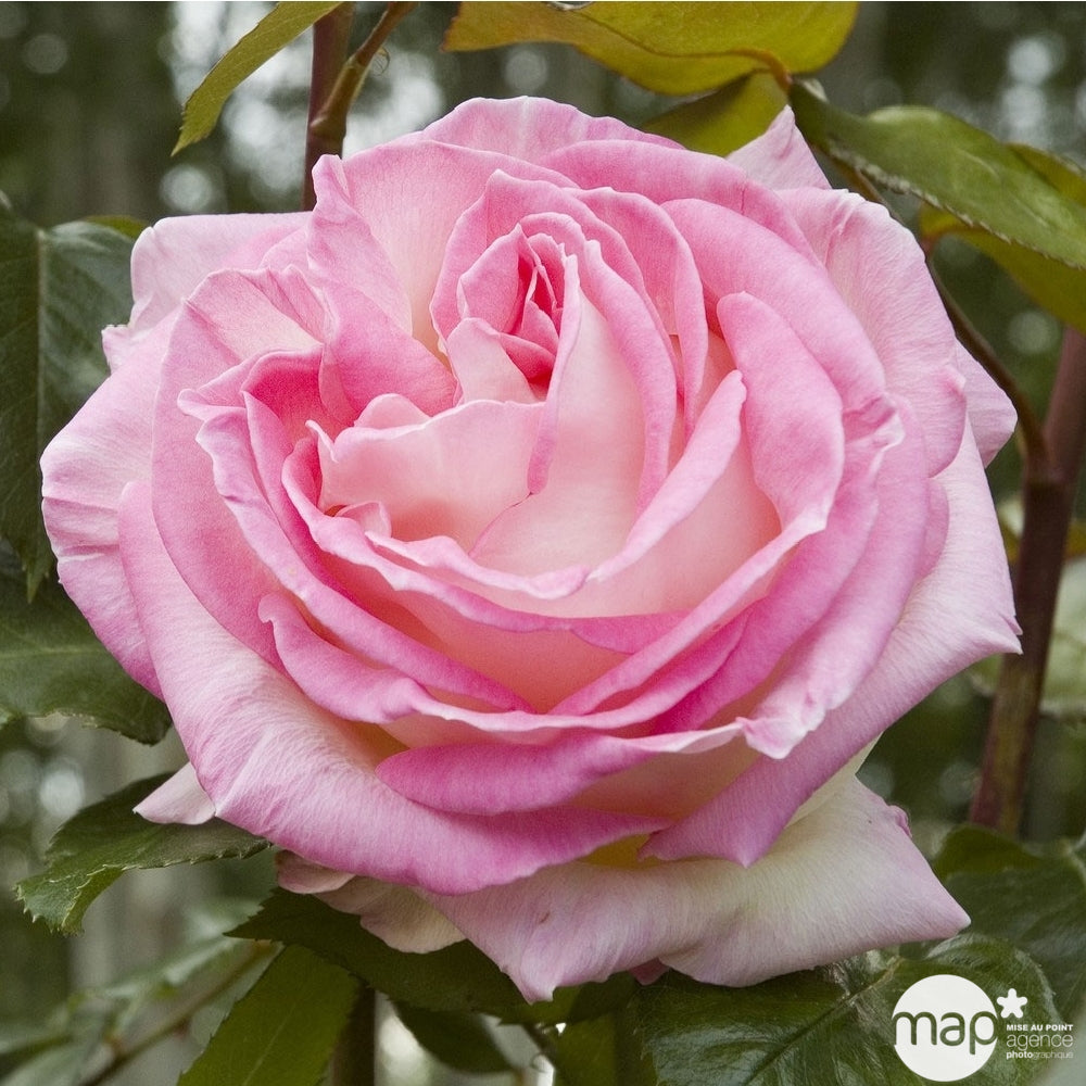  Rosier Meilland, Coloris Variables : Pot D.20cm
