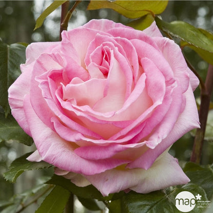  Rosier Meilland, Coloris Variables : Pot D.20cm