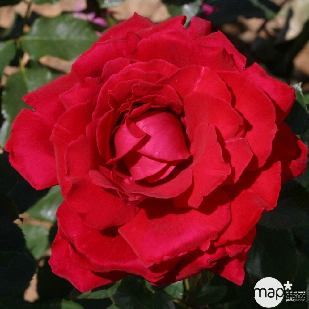  Rosier Meilland, Coloris Variables : Pot D.20cm