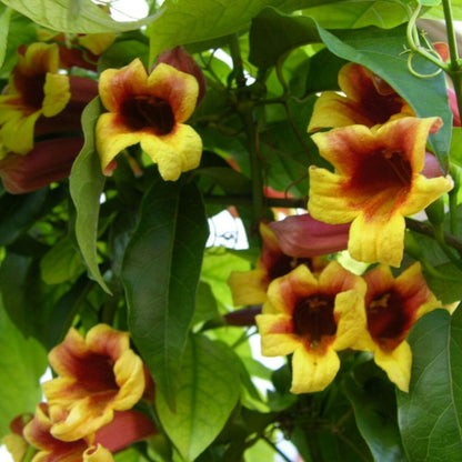  Bignone Capreolata/[-]godet - 5/20 Cm