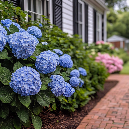  Hortensia - Hydrangea Serrata 'summerglow' - Hauteur 25-40cm - ⌀19cm