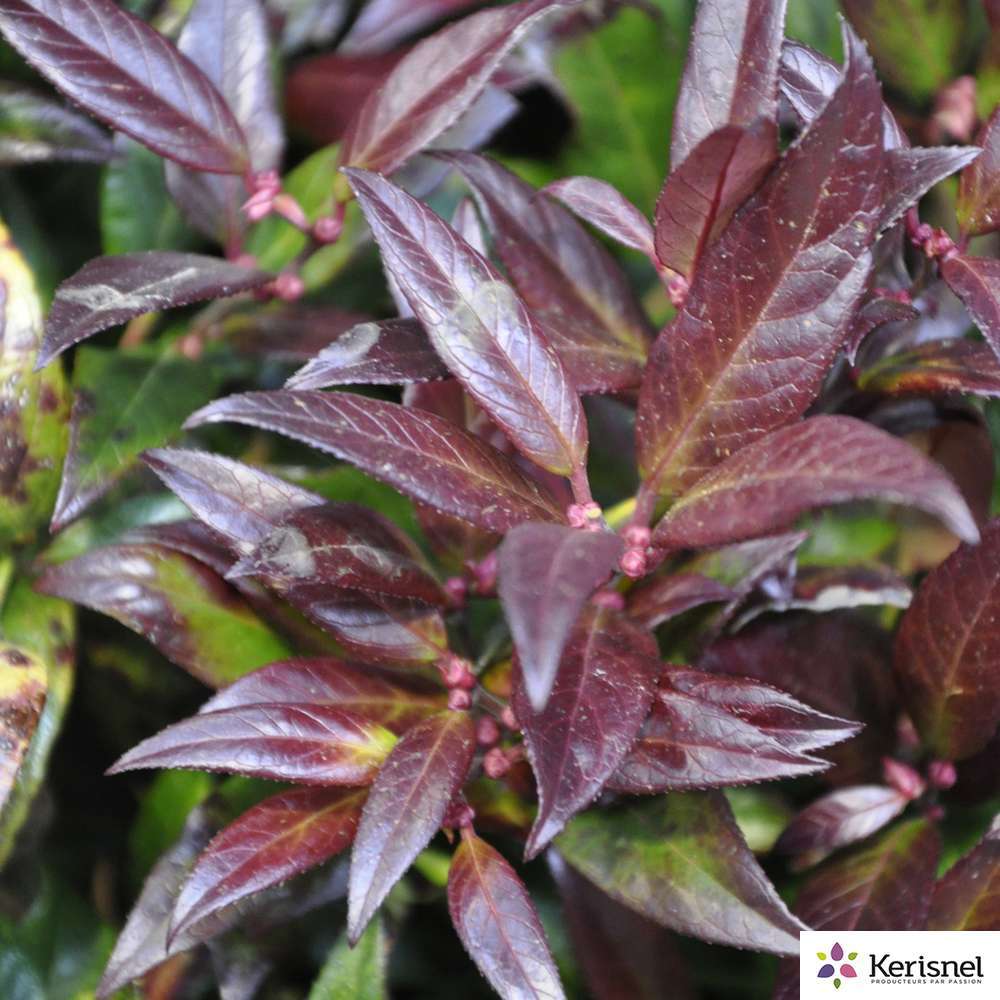  Leucothoe:pot 4L