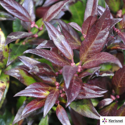  Leucothoe:pot 4L