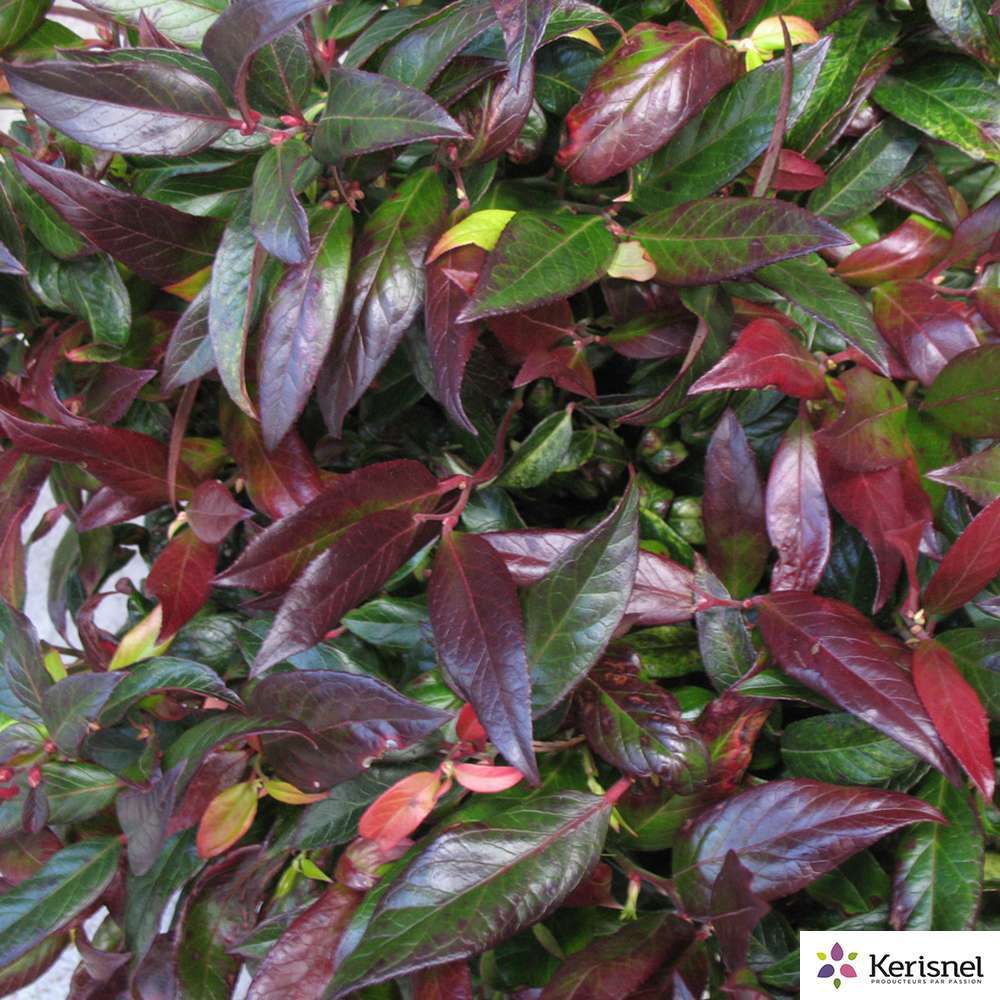  Leucothoe:pot 4L