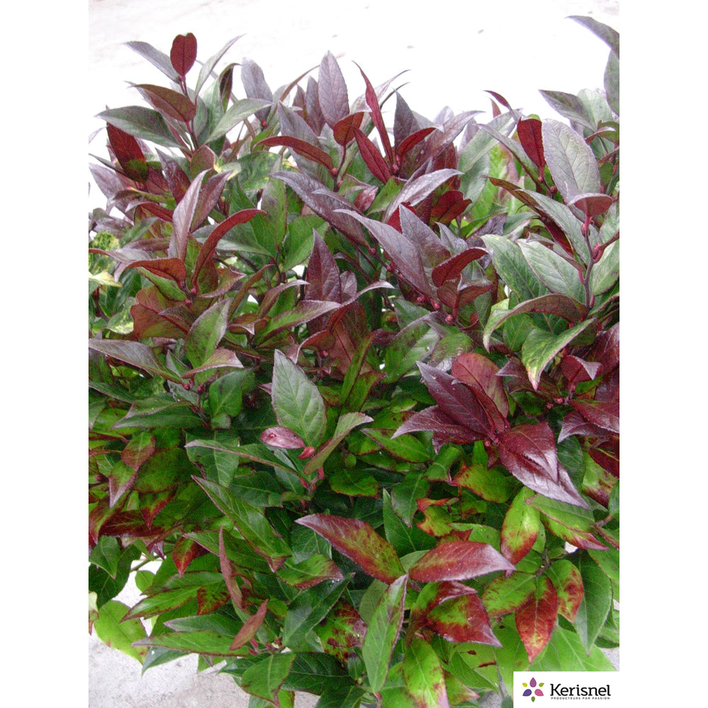  Leucothoe:pot 4L