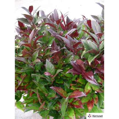  Leucothoe:pot 4L