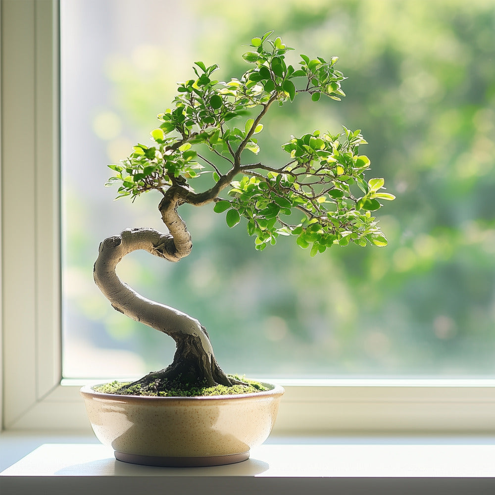  Bonsaï - Zelkova Serrata - Hauteur 20-25cm - ⌀15cm