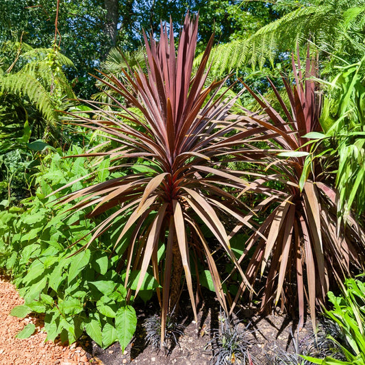  Cordyline Australe Red Star - Le Godet / ø 9cm
