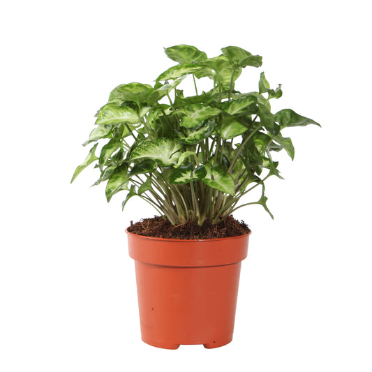  Le Syngonium Panaché : Pot D12cm