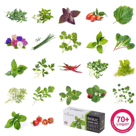  Recharge Lingot® De Basilic Citron Bio - Pour Potager Véritable®