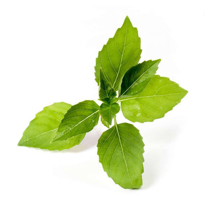 Recharge Lingot® De Basilic Citron Bio - Pour Potager Véritable®