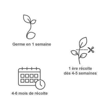  Recharge Lingot® De Basilic Citron Bio - Pour Potager Véritable®