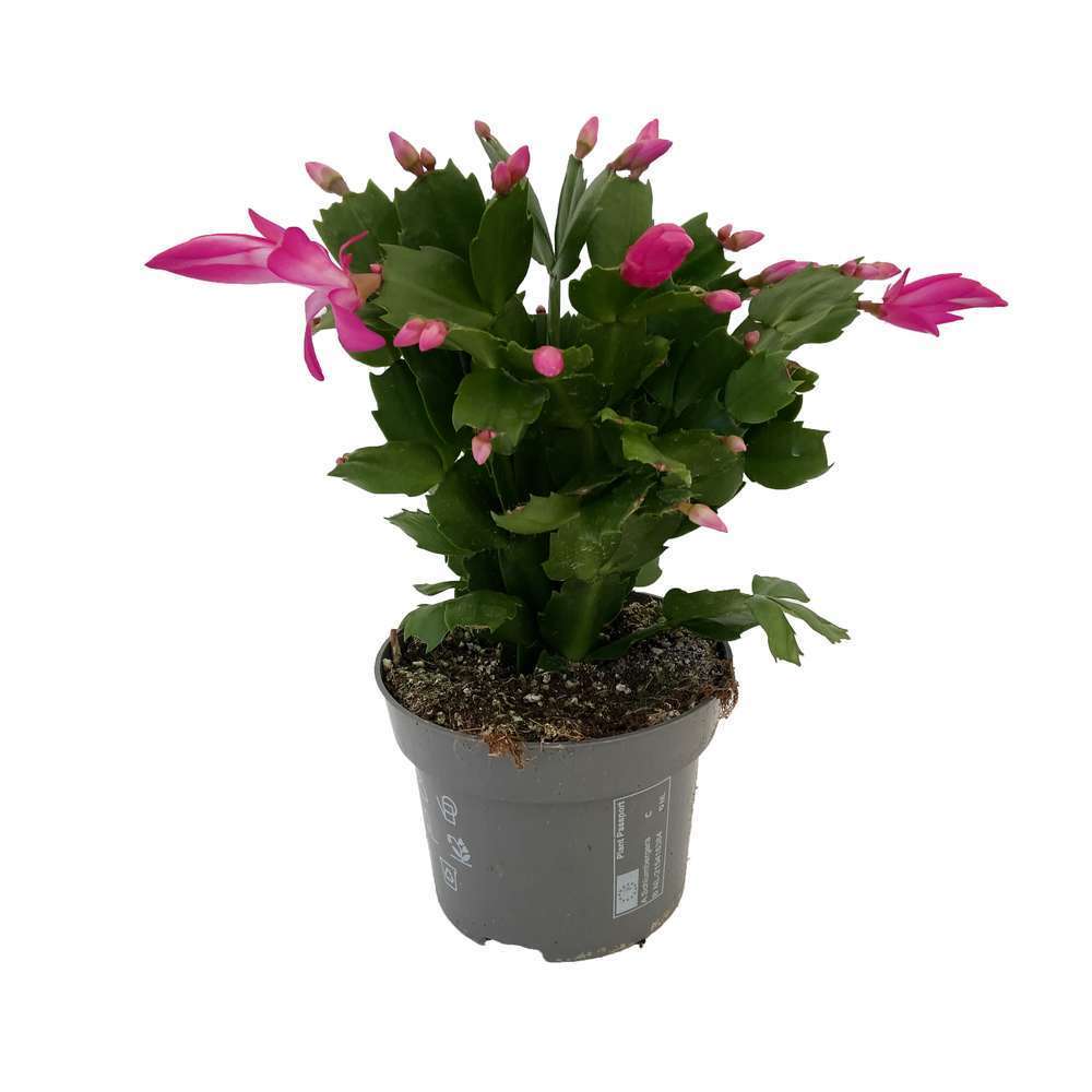  Schlumbergera : Pot D.13cm