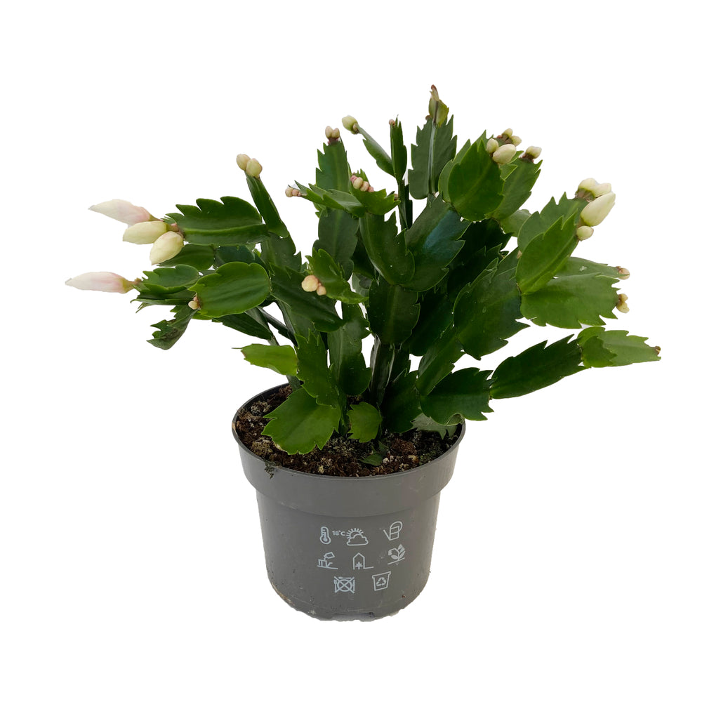 Schlumbergera : Pot D.13cm