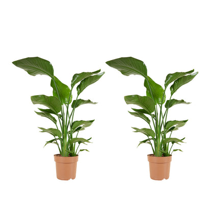  Lot De 2 - Strelitzia Nicolai - Plante Strelitzia - Hauteur 70-80 Cm - Pot De 17 Cm