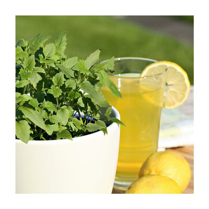  Plante à Limonade - Agastache Mexicana - Plante Aromatique En Pot De 12cm