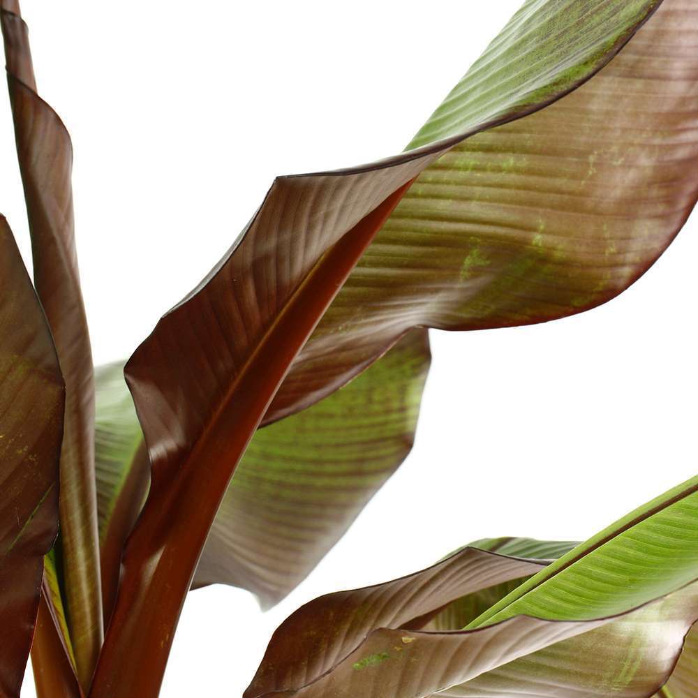  Musa Ensete 'Maurelii': C5L