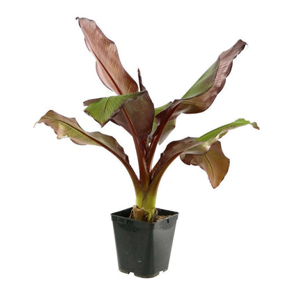  Musa Ensete 'Maurelii': C5L