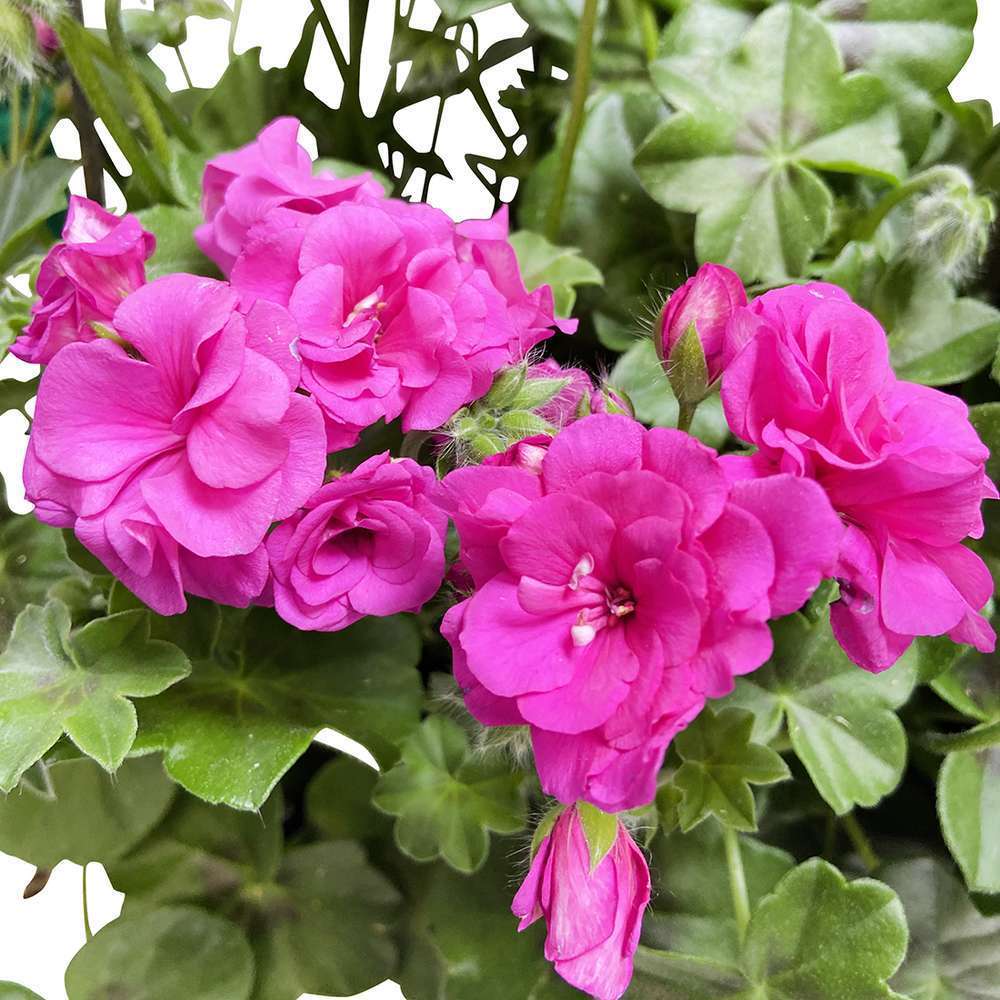  Géranium Lierre Double 'Royal® Blue' Label Rouge : 10 Plants