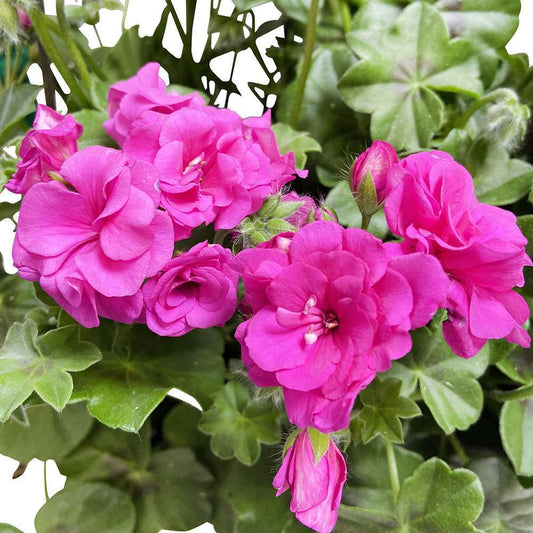  Géranium Lierre Double 'Royal® Blue' Label Rouge : 10 Plants