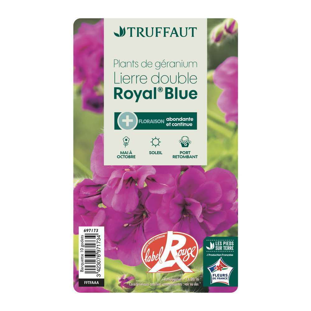  Géranium Lierre Double 'Royal® Blue' Label Rouge : 10 Plants