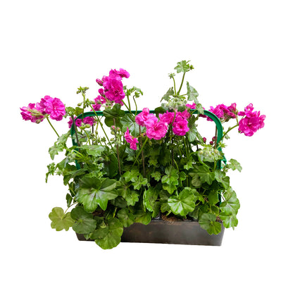  Géranium Lierre Double 'Royal® Blue' Label Rouge : 10 Plants