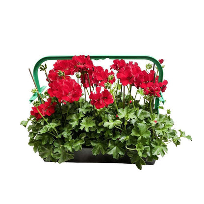  Géranium Lierre Double 'Marcada® Dark Red' Label Rouge : 10 Plants
