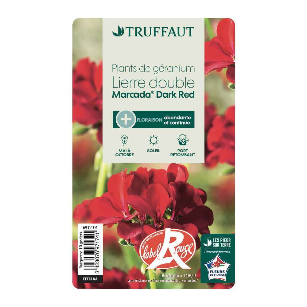  Géranium Lierre Double 'Marcada® Dark Red' Label Rouge : 10 Plants