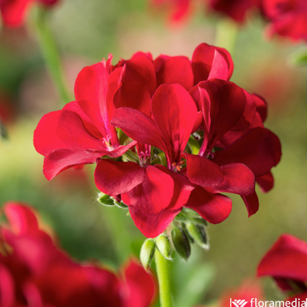  Géranium Lierre Double 'Marcada® Dark Red' Label Rouge : 10 Plants