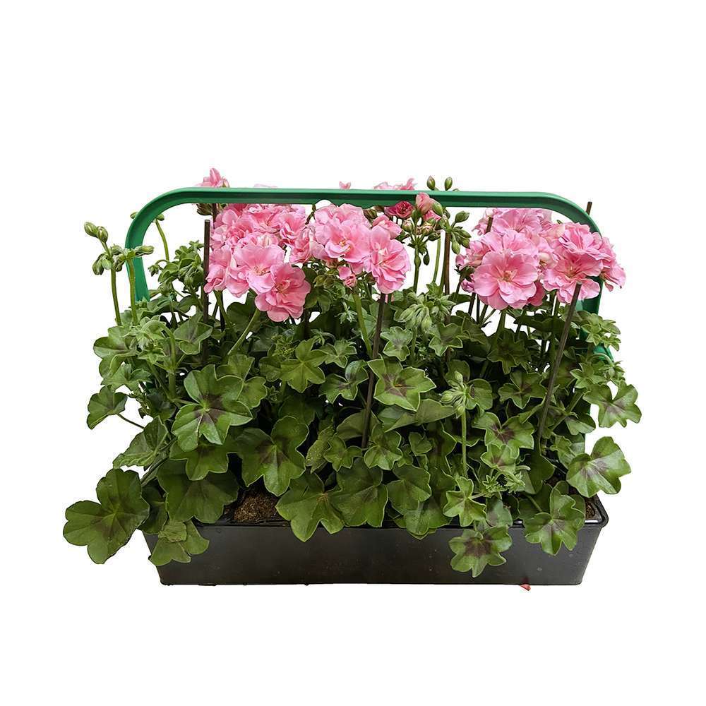  Géranium Lierre Double 'Royal® Light Pink' Label Rouge : 10 Plants
