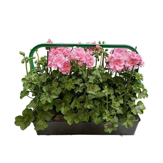  Géranium Lierre Double 'Royal® Light Pink' Label Rouge : 10 Plants