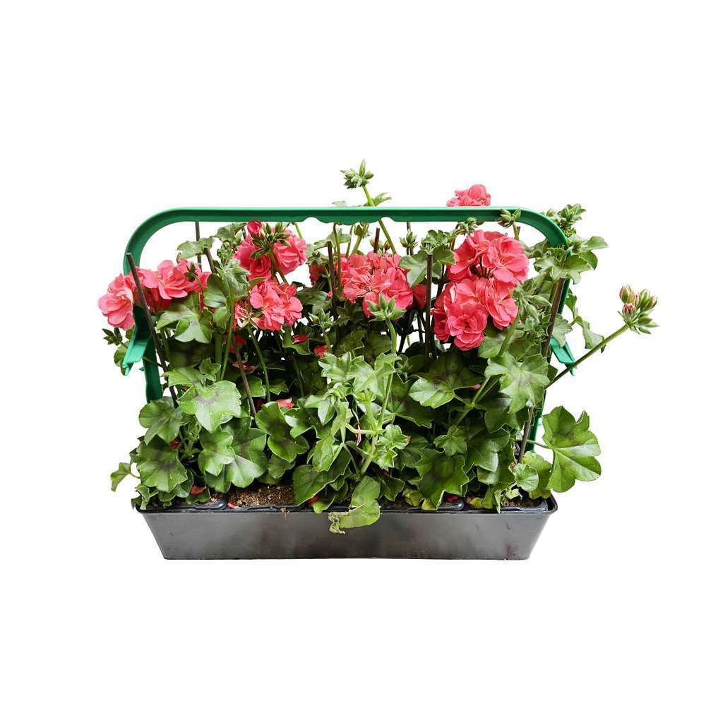  Géranium Lierre Double 'Royal® Salmon' Label Rouge : 10 Plants