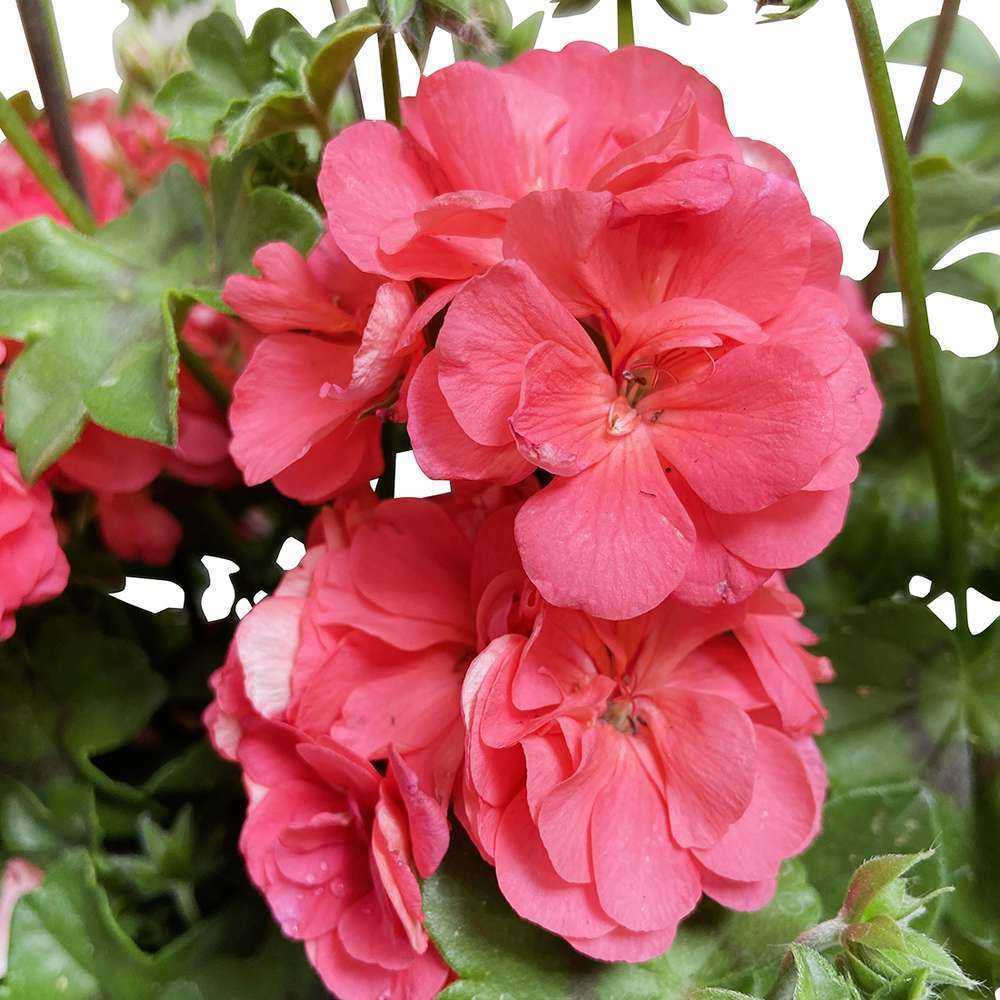  Géranium Lierre Double 'Royal® Salmon' Label Rouge : 10 Plants