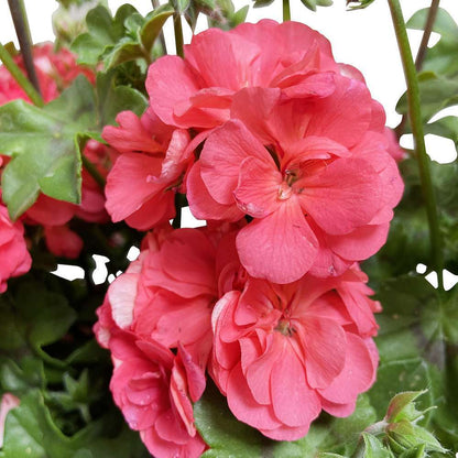  Géranium Lierre Double 'Royal® Salmon' Label Rouge : 10 Plants