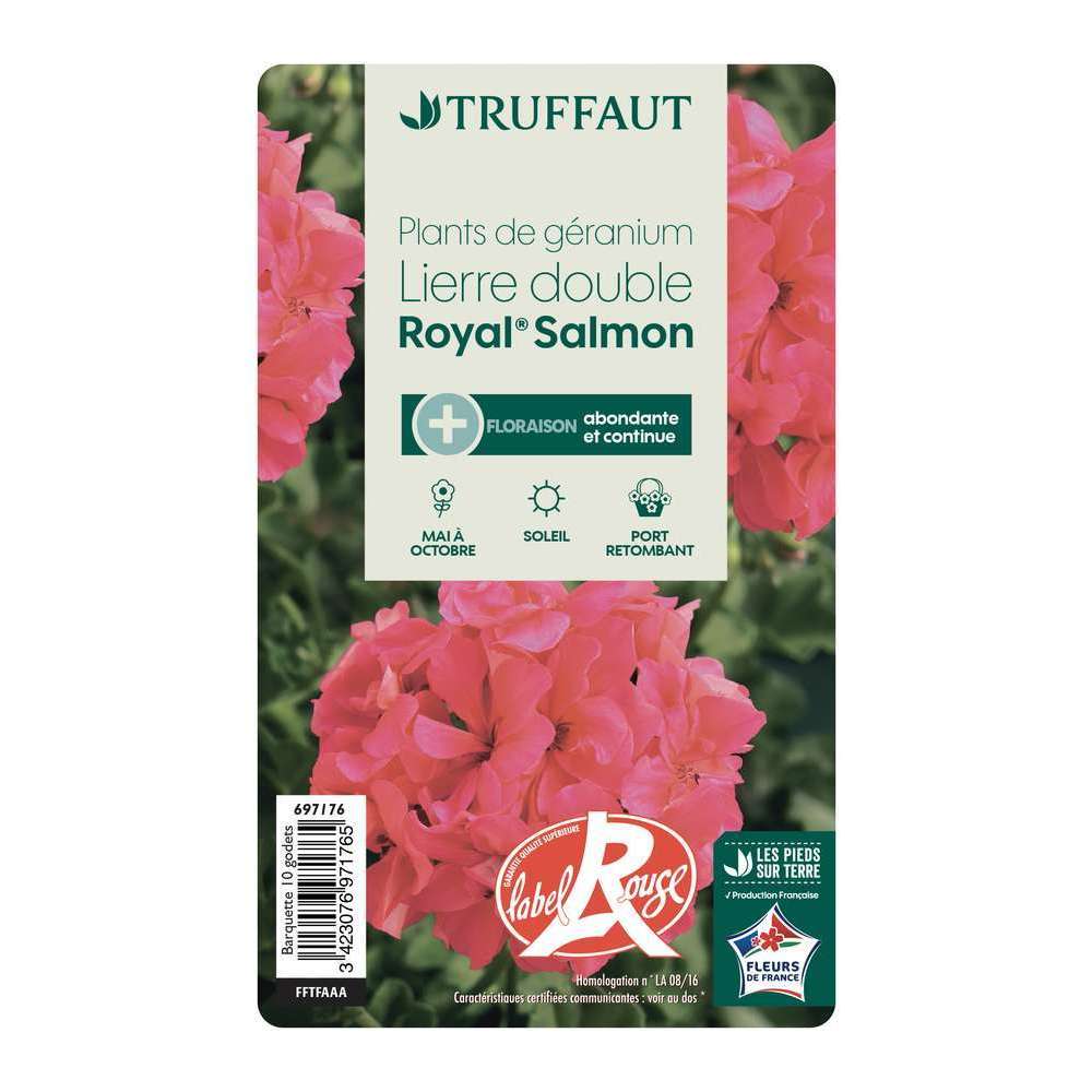  Géranium Lierre Double 'Royal® Salmon' Label Rouge : 10 Plants