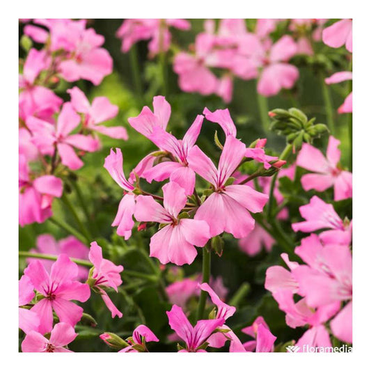  Géranium Lierre Double 'Marcada® Pink' Label Rouge : 10 Plants